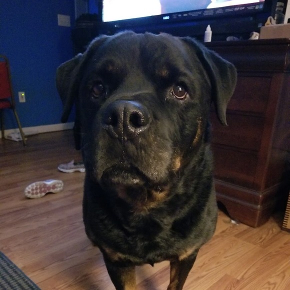 Meet your Posher, Erica - Picture 1 of 1